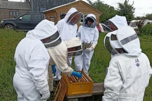 Beekeeping Courses